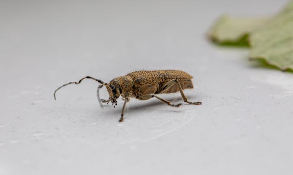 Expert anti-nuisibles : des interventions rapides et efficaces